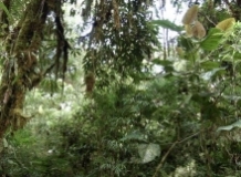 Imagen Bosque primario